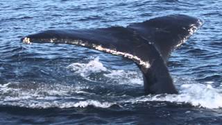 LIVING WATERS—The Majestic Power of a Humpback Whale