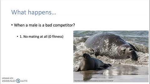 Intrasexual selection