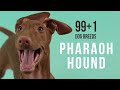 Pharaoh Hound / 99+1 Dog Breeds の動画、YouTube動画。