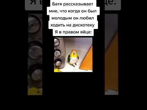 мем из тиктока #тикток #мемы #ржака #смех #жиза #юмор #смешно #угар #прикол #весело #шутки #shorts