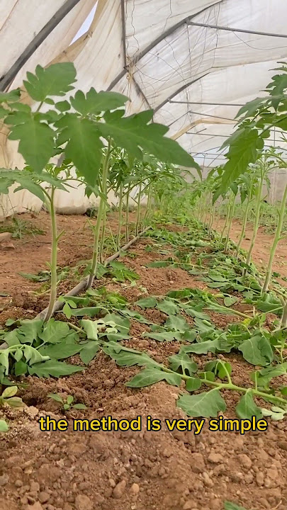 Tomato pruning time and growing tips #garderning #tomato #garding #tomatoplants #farming #viral