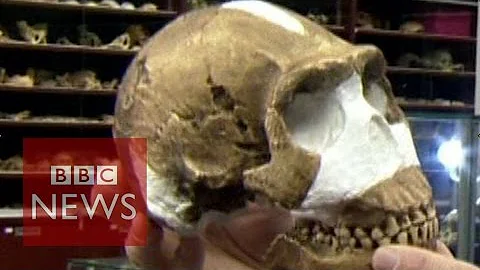 New human-like species naledi discovered in South Africa -  BBC News - DayDayNews