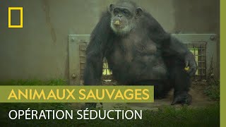 Un chimpanzé maladroit s'essaye à la séduction