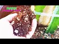 New Experimental DRAGON FRUIT Soil Mixes /  WORM CASTINGS / TRAINING YOUR DRAGON