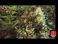Culeg zmeura,afine capsuni si hamei.Produc bere     Farmers Life Ep 55