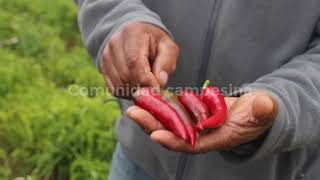 Tradición campesina de ají y su ahumado en zarandas en Palmilla