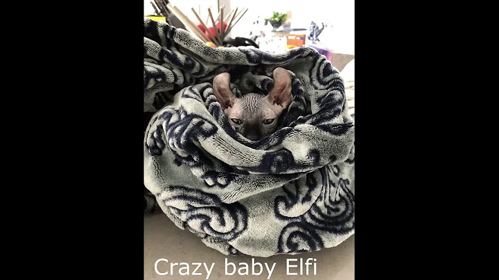 Video 1254791: sphynx, hairless cat babies