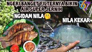 Rekomendasi isi filter kolam | rahasia filter kolam | kolam ikan koi | filter kolam ikan