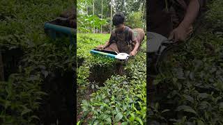 tea leaf cutting y #youtubeshorts #cuttingmachine #trending #viralvideo #tea #shorts