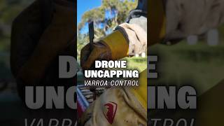 Drone Brood Uncapping For Varroa Check