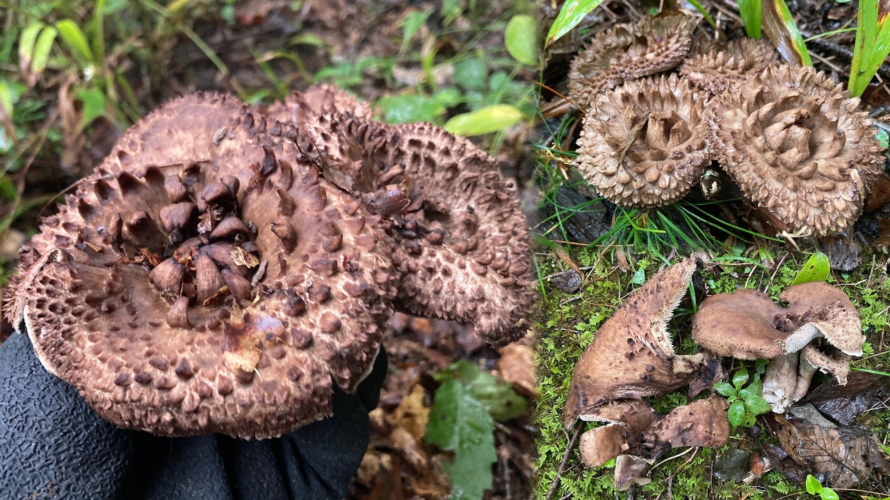 【キノコ狩り】コウタケ名人との再会に熊との遭遇より驚いてしまうwww【天然しめじ】