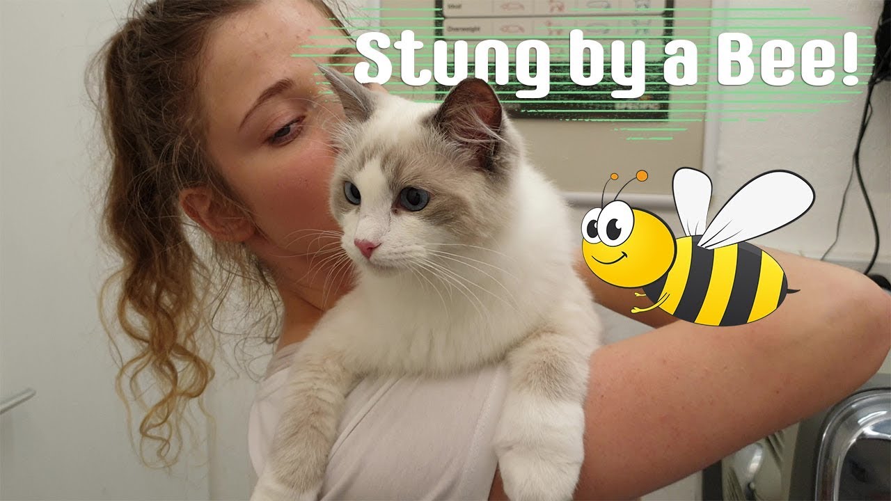 Kitten Stung by a Bee! Should I go to vets? Ragdolls Pixie and