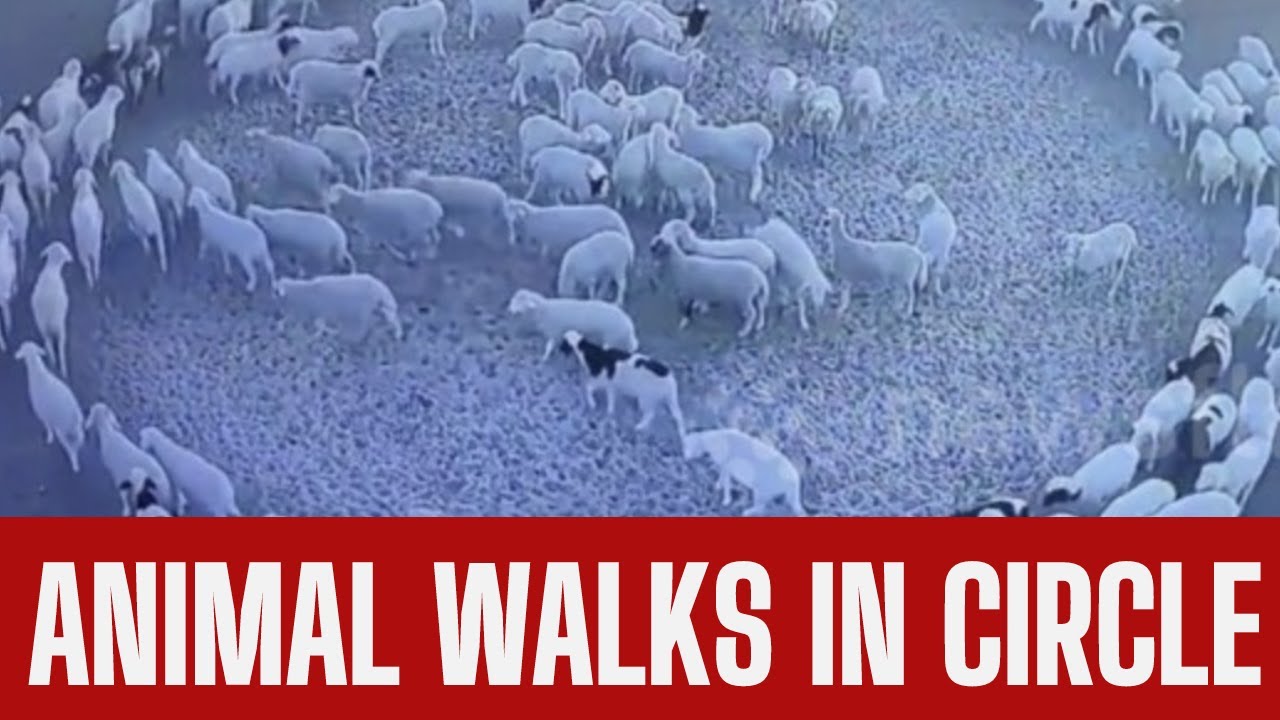 Animals walking in circle RQ Conference YouTube
