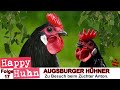 E17 Augsburger Hühner und Zwerg-Augsburger im Rasseportrait, HAPPY HUHN - Hühner mit Kronenkamm