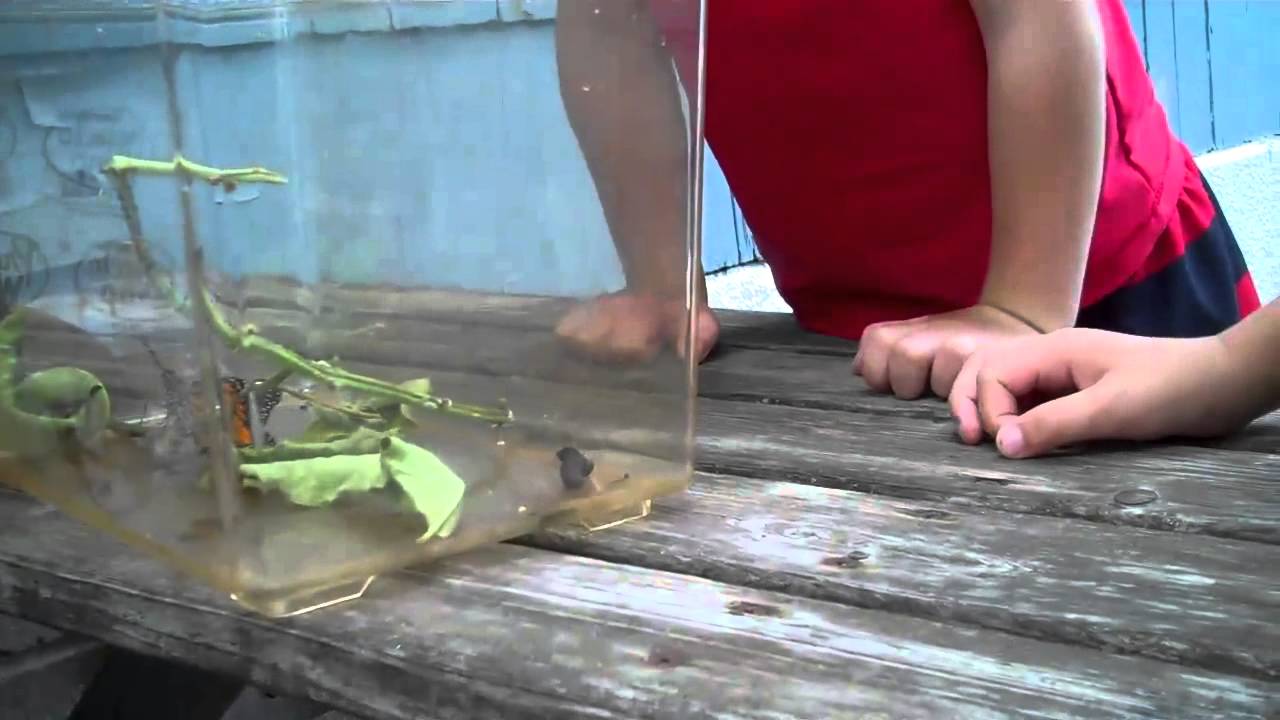 ネタ倉庫 ライトニング ストレージ 14年8月アーカイブ