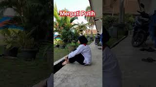 Merpati Putih merpatiputih ipsi