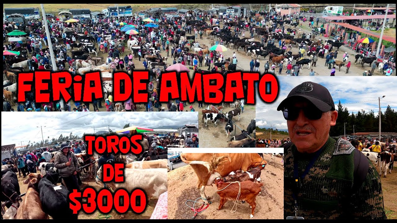 PRECIOS  DE LOCURA  DESDE 40 DOLARES  CHANCHOS  BORREGOS  TERNERO  Y MUCHO MAS FERIA DE AMBATO