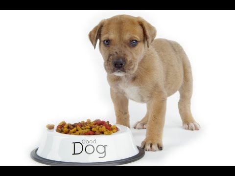 Best dog foods reviewed by dog food experts. - YouTube