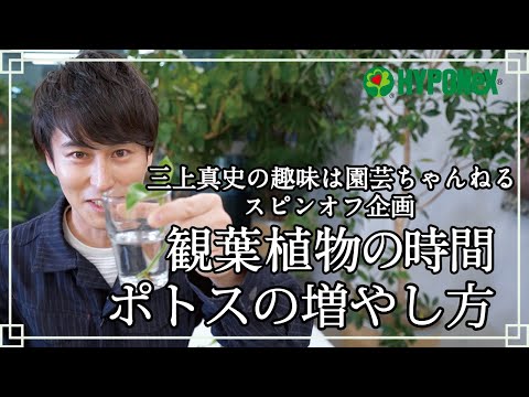 🍀12: How to grow a pothos - Masashi Mikami's hobby is