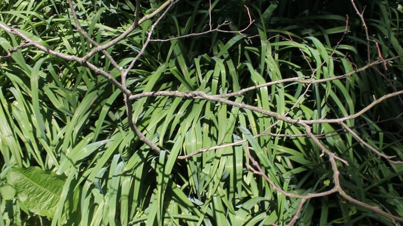 chasing YouTube chasing YouTube