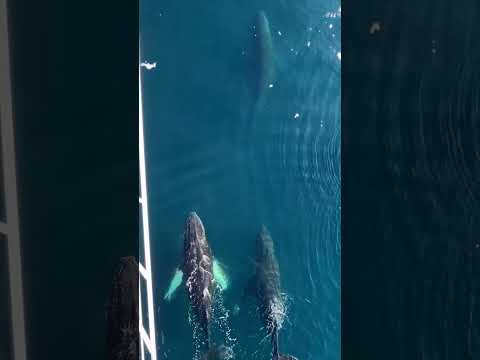 I can’t believe we woke up to this 😭 This might have been our favorite morning from our Antarctica