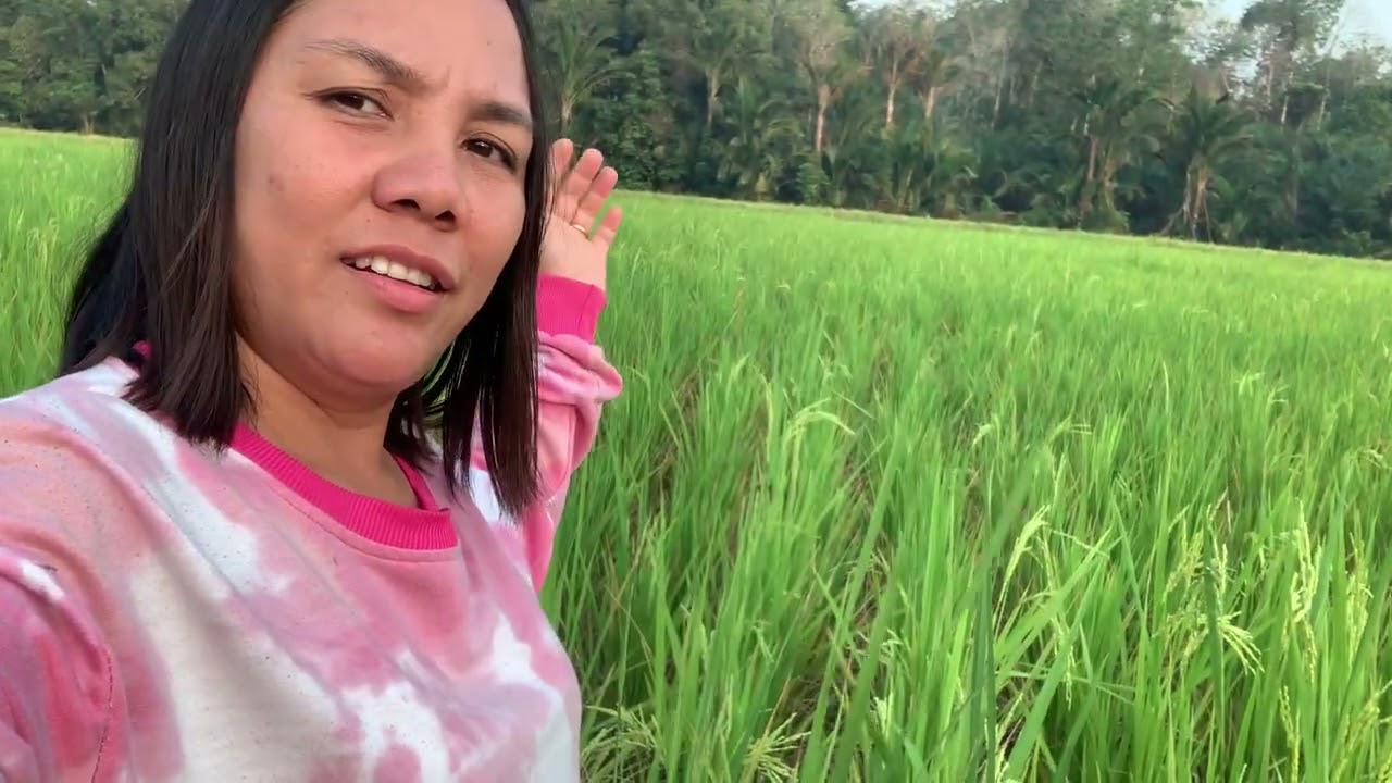KERINDUAN SAAT PULANG KAMPUNG DAN PERGI KE SAWAH UNTUK MELIHAT PERMANDANGAN PADI YANG HIJAU 