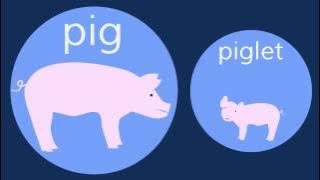 The Baby Animals Song