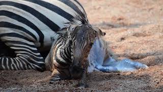 Nacimiento De Una Cebra En Directo En La Sabana De Bioparc Valencia