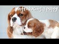 HOW TO INTRODUCE A PUPPY TO YOUR DOG | What it's like having two dogs