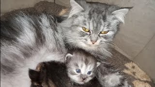 Mother Cat Cuddling Her Gorgeous Kittens And Feeding Milk
