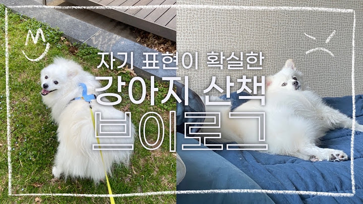 [Vlog]성격이 달라도 너무 다른 강아지 산책브이로그(feat.강아지뒷발차기)