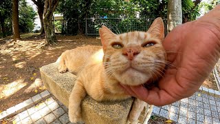 公園の水飲み場で休む野良猫を撫でる