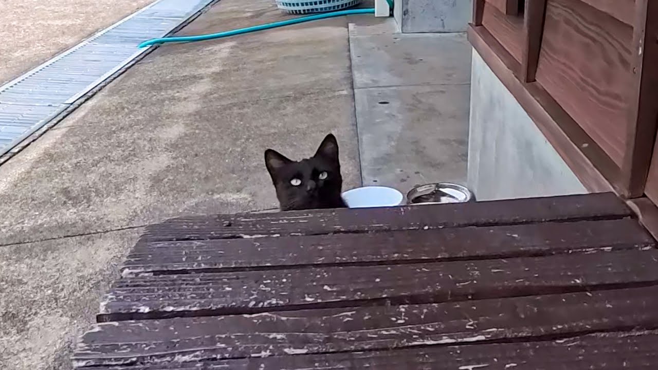 A Miracle on Cat Island… Sat on a bench and a black cat jumped