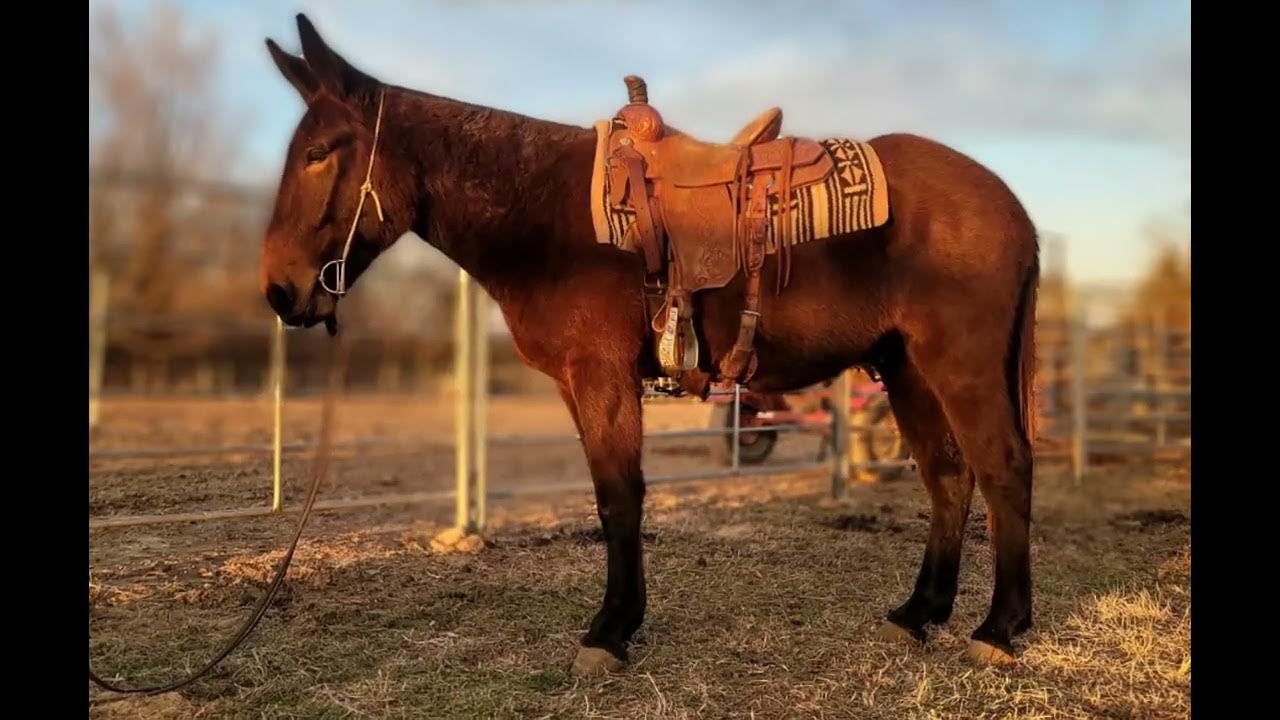 JULIO Lot 64 Oklahoma Mule Sale owned by Bonnie & Don Kalbantner