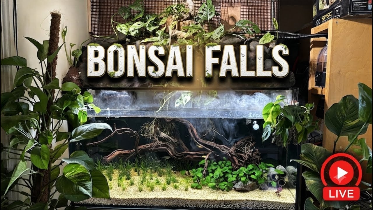 BGN Aquariums Bonsai Falls Live ASMR