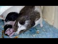 Guinea pig gives birth to 4 pups from start to finish *Graphic Warning* for blood and mother nature.