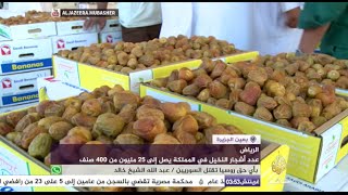 بعين الجزيرة - المزارعون في السعودية يبدأون موسم جني الرُطب