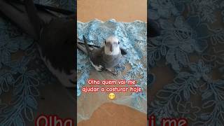 #calopsita #aves #pets #birds