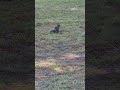 Squirrel roams the park #birds #birdsounds #birdwatching