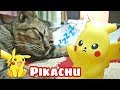 Pikachu and the a sleeping cat || Pikachu dan si kucing tidur