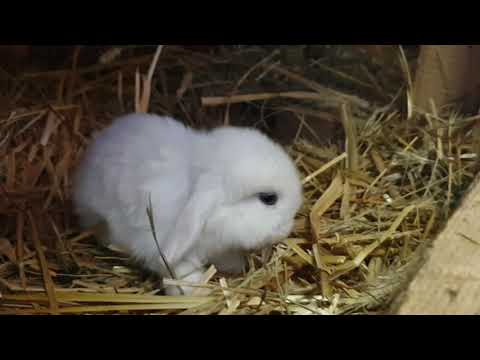 3 Wochen alte Kaninchenbabys Minilop Miniwidder Mini Lop Zwergwidder