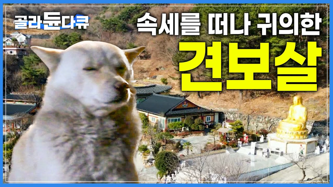 불심 가득! 열네 마리 견보살과 혜암 스님의 좌충우돌 불성 수양 │견보살들의 따뜻한 봄맞이 봄동 수육 먹방│한국기행│#골라듄다큐