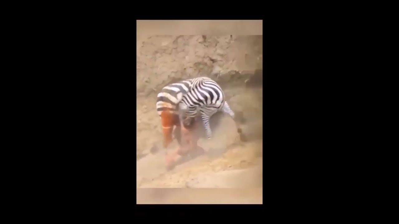 Crocodile attack on zebra guts ( warning graphic content ) - YouTube