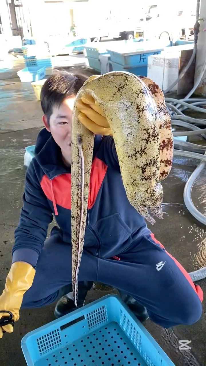 海パンず 恋の海パンブギ テレビのツボ YouTube