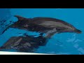 イルカ☆八景島アクアスタジアムのバックヤードツアー☆Pacific White-sided Dolphin&rarr;