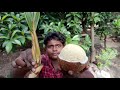 Coconut Embryo,Water Apple Hunting|தேங்காய் பூ,தண்ணீர் ஆப்பிள் வேட்டை|Village Food Safari|Suppu