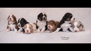 Australian Shepherd Puppies by DogTheDexter 48,555 views 8 years ago 8 minutes, 37 seconds
