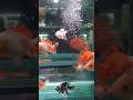baby oranda #goldfish #ikankoki #ikanhias #ppppppppppppppppppppppp