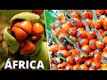 As 10 Frutas Mais DIFERENTES e INCRÍVEIS Nativas da ÁFRICA