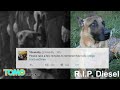 Netizens nagluluksa sa namatay na police dog sa France sa isang police raid — TomoNews